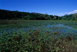 Aquatic-plants;-Comoros-Archipelago;-Forest;-France;-Hills;-Indian-Ocean;-Kaleidos;-Kaleidos-images;-La-parole-à-limage;-Lake;-Landscape;-Laurent-Abad;-Mayotte;-Stories-Pictures;-Water-lilies